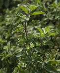 Marjoram Plant