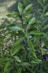 Marlberry Plant at the USF Botanical Gardens