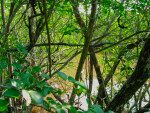 Marsh at Mound Key