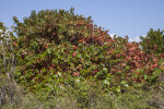 Mass of Sea Grape Plants