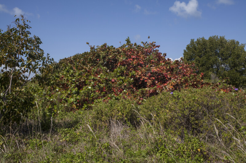 Mass of Sea Grape Trees Growing Amongst other Plants at Biscayne National Park