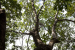 Mastic Tree at Windley Key Fossil Reef Geological State Park