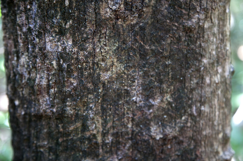 Mastic Tree Bark