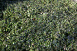 Mat of Asiatic Jasmine