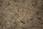 Mat of Periphyton at Mahogany Hammock of Everglades National Park