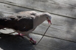 Mauritius Pink Pigeon