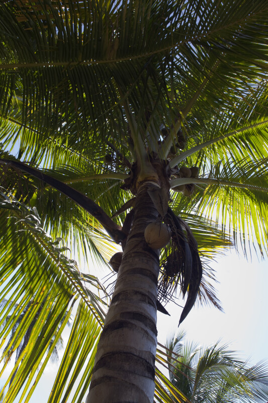 "Maypan" Coconut Palm