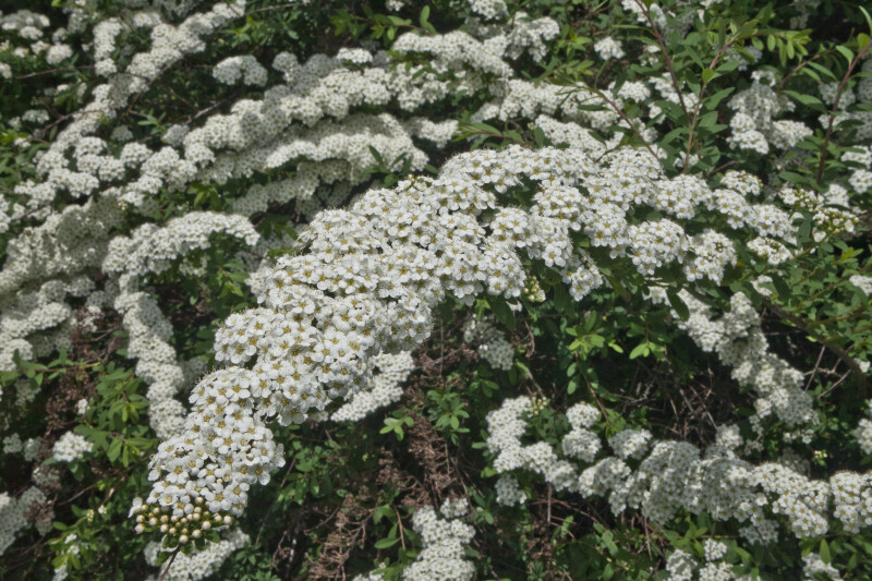 Meadowseet Flower Clusters