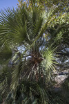 Mediterranean Fan Palm