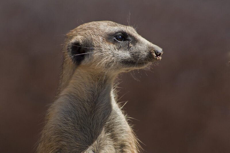 Meerkat Face