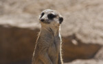 Meerkat Looking