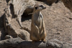 Meerkat on Branch