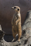 Meerkat on Stump