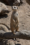 Meerkat Standing