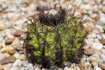 Melocactus curvispinus