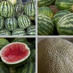 Melons photographs