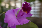 Memoria Arie Heerema Orchid