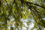 Mesquite Tree Branches