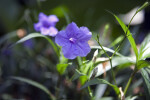 Mexican Blue Bell Flower