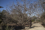 Mexican Buckeye Trees at the San Antonio Botanical Garden