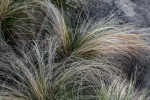 Mexican Feather Grass at the San Antonio Botanical Gardens