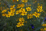 Mexican Marigold Flowers