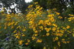 Mexican Marigold