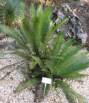 Mexican Sago Palm