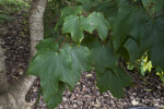 Mexican Sugar Maple Leaves