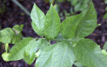 Meyer Lemon Leaves