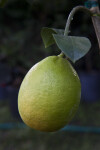 Meyer Lemon