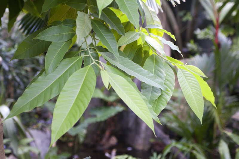 Michelia champaca Leaves