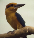 Micronesian Kingfisher