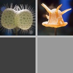 Microscopic Life photographs