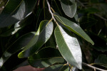 Milkbark Leaves