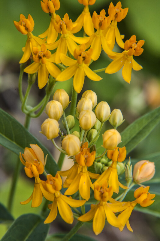 Milkweed Flowers and Buds Close-Up