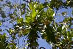 Mimusops balata Branches