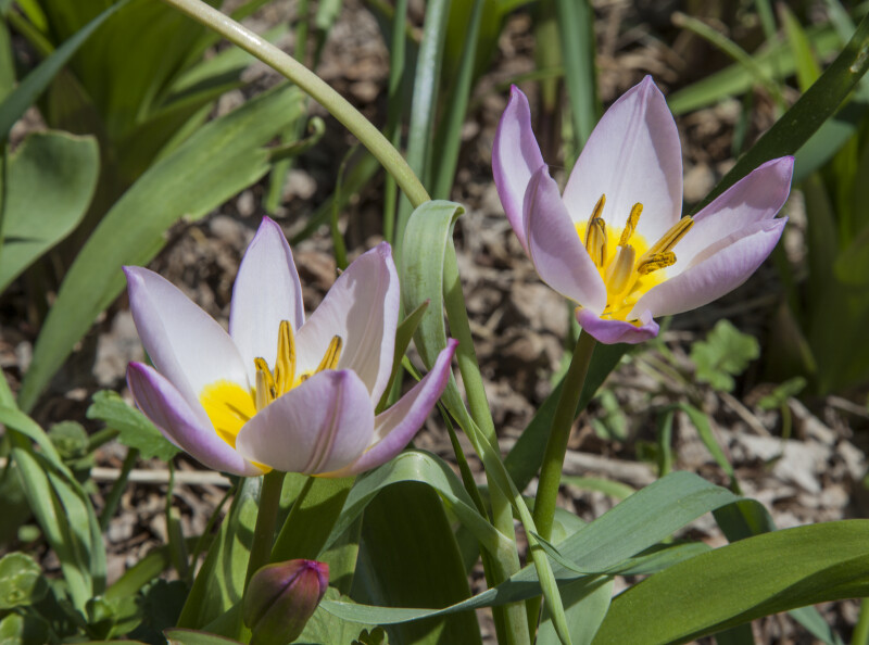 Miniature Tulips
