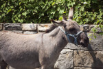 Minuature Mediterranean Donkey