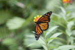 Monarch Butterfly at the Washington Oaks Gardens State Park