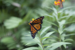 Monarch Butterfly (Danaus plexippus)