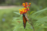 Monarch Butterfly Pollinating Red and Yellow Flowers