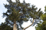 Monterey Cypress Branches