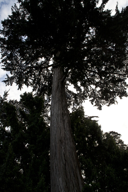Monterey Cypress Tree Trunk