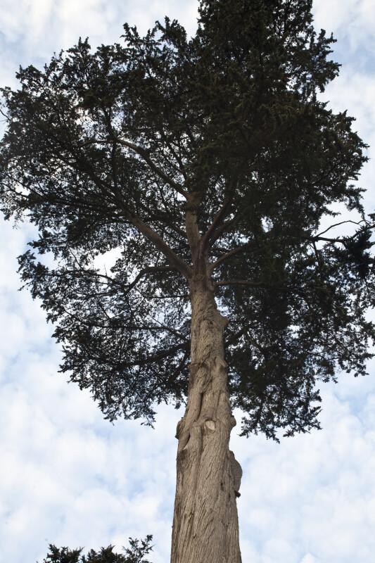 Monterey Cypress With Cut Branches