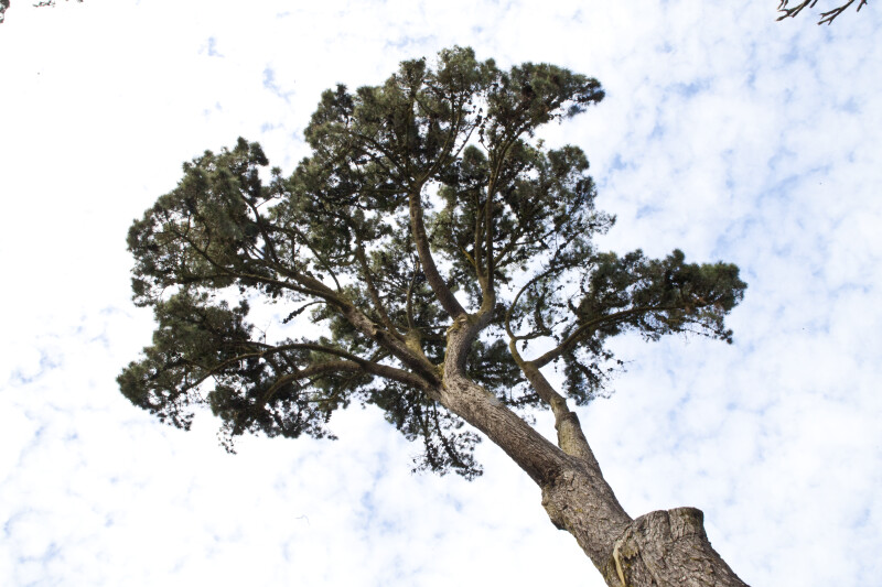 Monterey Pine Tree