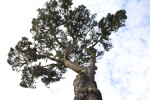 Monterey Pine