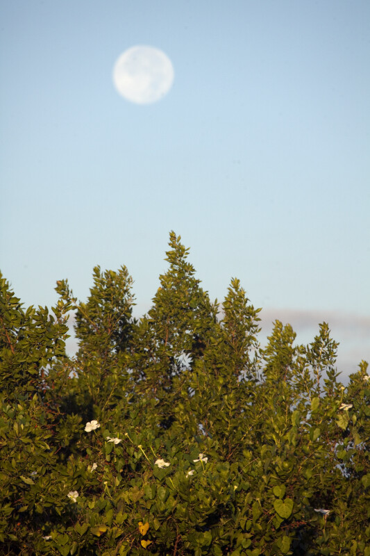 Moon and Moonflowers