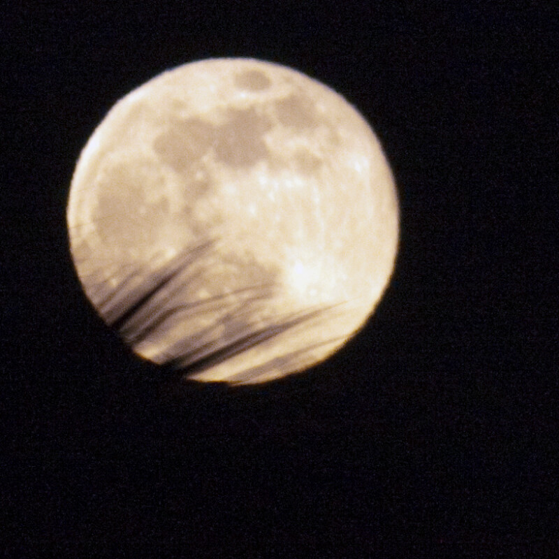 Moon and Palm Frond