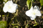 Moon Flowers